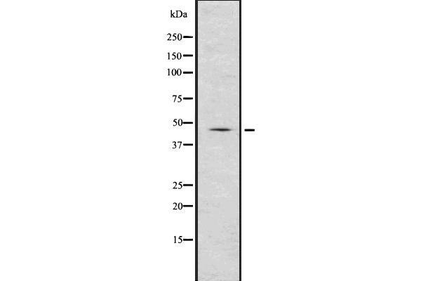 Renin 抗体  (Internal Region)