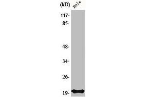Western Blot analysis of HeLa cells using Bax Polyclonal Antibody (BAX 抗体  (N-Term))