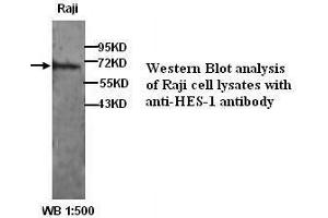 Image no. 1 for anti-Hes Family bHLH Transcription Factor 1 (HES1) (N-Term) antibody (ABIN790919) (HES1 抗体  (N-Term))