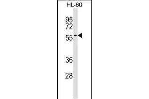 Western blot analysis in HL-60 cell line lysates (35ug/lane). (IFRD2 抗体  (C-Term))