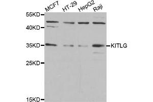 Western blot analysis of extracts of various cell lines, using KITLG antibody. (KIT Ligand 抗体)
