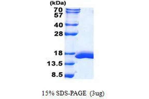 Galectin 2 蛋白