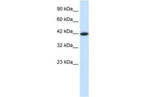 Western Blotting (WB) image for anti-Somatostatin Receptor 4 (SSTR4) antibody (ABIN2460701) (SSTR4 抗体)