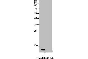 Western Blot analysis of 293 cells using Acetyl-Histone H4 (K12) Polyclonal Antibody (HIST1H4A 抗体  (acLys12))