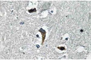 Immunohistochemistry (IHC) analyzes of MaxiKbeta antibody in paraffin-embedded human brain tissue. (KCNMB1 抗体)