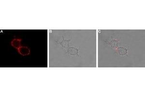 Expression of HCN3 in rat U-87 MG cells - Cell surface detection of HCN3 in intact living U-87 MG cells. (HCN3 抗体  (2nd Extracellular Loop))