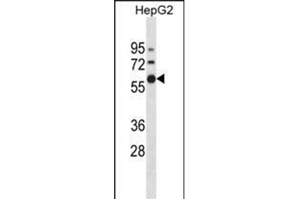ZNF205 抗体  (N-Term)