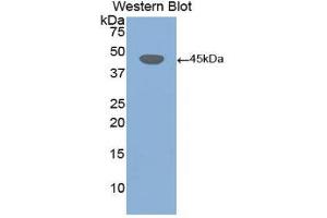 Western Blotting (WB) image for anti-Desmoglein 3 (DSG3) (AA 858-999) antibody (ABIN1858670) (Desmoglein 3 抗体  (AA 858-999))