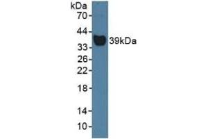 Western Blotting (WB) image for Haptoglobin (HP) ELISA Kit (ABIN6574217)