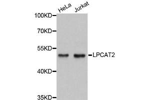 Western blot analysis of extracts of various cell lines, using LPCAT2 antibody (ABIN5972766) at 1:3000 dilution. (LPCAT2 抗体)