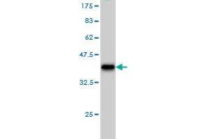 Western Blot detection against Immunogen (37. (USP5 抗体  (AA 71-180))