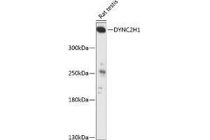 DYNC2H1 抗体  (AA 1-250)