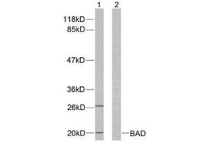Western blot analysis of extracts from 293 cells using BAD (Ab-136) antibody (E021063). (BAD 抗体)