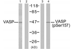 Western blot analysis of extracts from NIH/3T3 cells untreated or treated with forskolin (40µM, 30min), using VASP (Ab-157) antibody (E021207, Lane 1 and 2) and VASP (phospho-Ser157) antibody (E011214, Lane 3 and 4). (VASP 抗体)