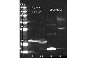 Streptavidin and Biotin conj ugated Rabbit anti-Trypsin inhibitor antibody were used to detect target proteins Trypsin Inhibitor (left) and Streptavidin (right) under reducing (R) and non-reducing (NR) conditions. (Streptavidin 抗体  (FITC))