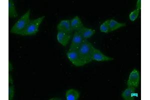 Immunofluorescence staining of Hela cells with ABIN7156695 at 1:200, counter-stained with DAPI. (EIF2AK2 抗体  (AA 90-358))