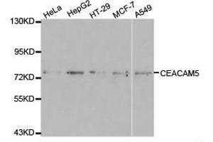 Western Blotting (WB) image for anti-Carcinoembryonic Antigen-Related Cell Adhesion Molecule 5 (CEACAM5) antibody (ABIN1871784) (CEACAM5 抗体)