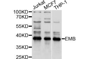 Western blot analysis of extracts of various cell lines, using EMB antibody (ABIN5997666) at 1/1000 dilution. (Embigin 抗体)