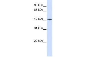 Western Blotting (WB) image for anti-TAR DNA Binding Protein (TARDBP) antibody (ABIN2458178) (TARDBP 抗体)