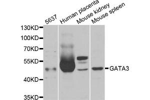 Western blot analysis of extracts of various cell lines, using GATA3 antibody (ABIN5970807) at 1/1000 dilution. (GATA3 抗体)