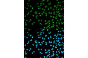 Immunofluorescence analysis of HeLa cells using CST8 antibody (ABIN5970566). (CST8 抗体)