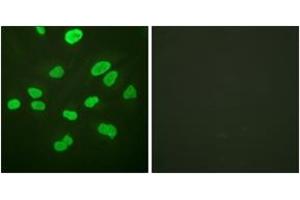 Immunofluorescence analysis of HeLa cells, using Histone H4 (Ab-16) Antibody. (Histone H4 抗体  (AA 15-64))