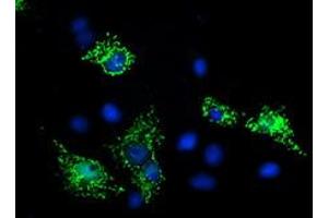 Immunofluorescence (IF) image for anti-Sirtuin 5 (SIRT5) antibody (ABIN1500930) (SIRT5 抗体)