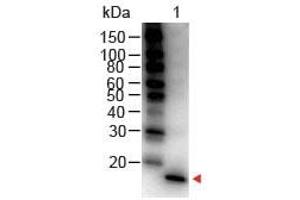 Image no. 1 for anti-Interleukin 1, beta (IL1B) antibody (HRP) (ABIN1102520) (IL-1 beta 抗体  (HRP))