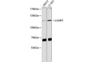 Western blot analysis of extracts of various cell lines, using L antibody (ABIN3023693, ABIN3023694, ABIN3023695 and ABIN6219112) at 1:1000 dilution. (LAMP2 抗体  (AA 30-300))