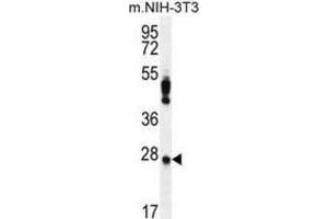 Western Blotting (WB) image for anti-Peroxiredoxin 4 (PRDX4) antibody (ABIN2996535) (Peroxiredoxin 4 抗体)