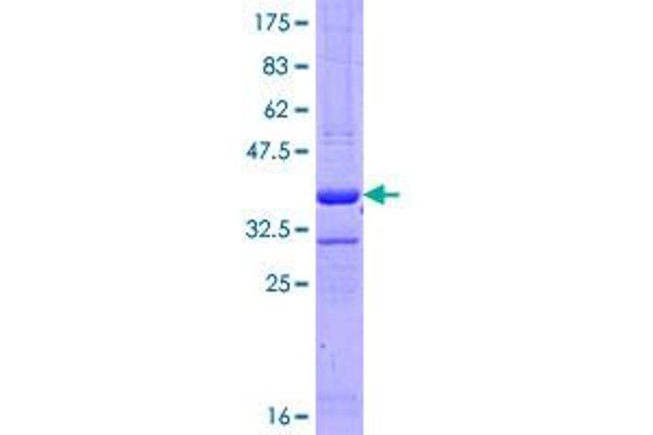 Importin 8 Protein (IPO8) (AA 949-1037) (GST tag)