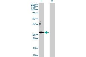 Western Blot analysis of APOM expression in transfected 293T cell line by APOM MaxPab polyclonal antibody. (Apolipoprotein M 抗体  (AA 1-188))