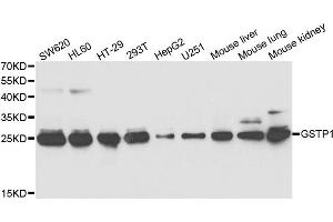Western Blotting (WB) image for anti-Glutathione S-Transferase pi 1 (GSTP1) antibody (ABIN1876892) (GSTP1 抗体)