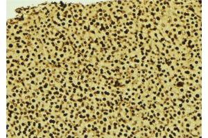 ABIN6277440 at 1/100 staining Mouse liver tissue by IHC-P. (SUMO3 抗体  (C-Term))