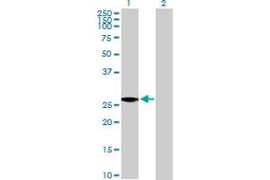Western Blot analysis of IGL@ expression in transfected 293T cell line by IGL@ MaxPab polyclonal antibody. (IgL 抗体  (AA 1-232))