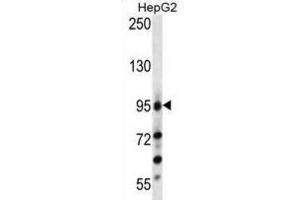 Western Blotting (WB) image for anti-Leucine-Rich Repeat Containing G Protein-Coupled Receptor 5 (LGR5) (Loop 2) antibody (ABIN2937468) (LGR5 抗体  (Loop 2))