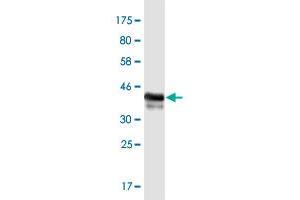 Western Blot detection against Immunogen (37. (ZBTB33 抗体  (AA 564-673))