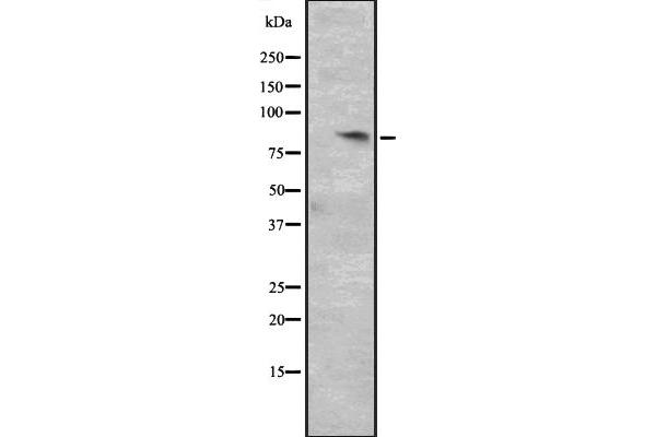 Cyclin T2 抗体  (Internal Region)