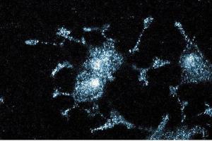 Immunofluorescent staining of PC12 cells. (JNK/SAPK1 (Pan) (AA 264-415) 抗体)