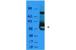 Image no. 1 for anti-LacI antibody (ABIN401451) (LacI 抗体)