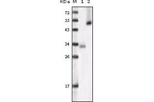 Western Blotting (WB) image for anti-Glycogen Synthase Kinase 3 alpha (GSK3a) (truncated) antibody (ABIN2464060) (GSK3 alpha 抗体  (truncated))