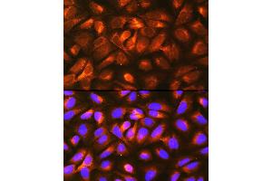 Immunofluorescence analysis of U-2 OS cells using LRP Rabbit pAb  at dilution of 1:100 (40x lens). (LRPAP1 抗体  (AA 35-357))
