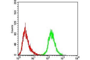 Flow cytometric analysis of THP-1 cells using CD5 mouse mAb (green) and negative control (red). (CD5 抗体  (AA 403-495))