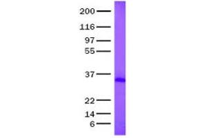 Validation with Western Blot (BMP6 蛋白)