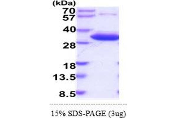 HMGCL Protein (AA 28-325) (His tag)