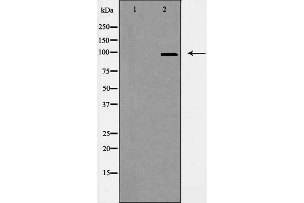 CEP97 抗体  (Internal Region)