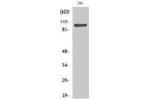 Western Blotting (WB) image for anti-Zinc Finger CCCH-Type Containing 7B (ZC3H7B) (C-Term) antibody (ABIN3177295) (ZC3H7B 抗体  (C-Term))