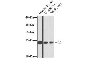 Western blot analysis of extracts of various cell lines, using IL5 antibody (ABIN6128138, ABIN6142400, ABIN6142401 and ABIN6223618) at 1:1000 dilution. (IL-5 抗体  (AA 20-134))