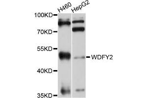 Western blot analysis of extracts of various cell lines, using WDFY2 antibody (ABIN5999186) at 1/1000 dilution. (WDFY2 抗体)