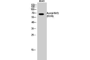 Western Blot analysis of A549 cells using Acetyl-Nrf2 (K599) Polyclonal Antibody. (NRF2 抗体  (acLys599))